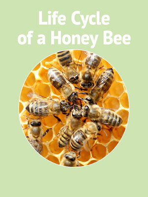 cover image of Life Cycle of a Honey Bee